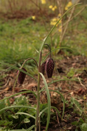 Kungsängslilja, 1 hittills